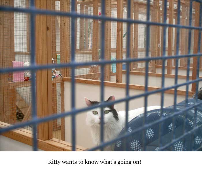 Happy Cattery Tour